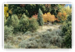 Garrigue