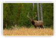 Brâme du Wapiti Yellowstone