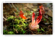 champignon