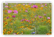 Couleurs