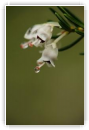 bruyère arborescente