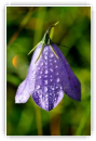 Campanula