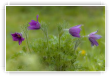 pulsatille du jardin