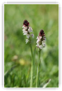 orchis brulé