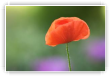 gentil coquelicot