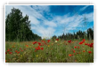 Friche aux coquelicots