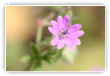 Couleurs pastels
