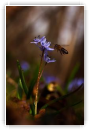 Pollinisation