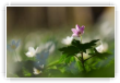 Anemone