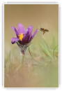 La pulsatille et l'abeille