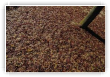 tapis_rouge