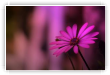 fleur soir