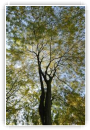 arbre feu d'artifice