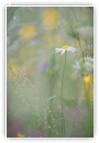 Prairie