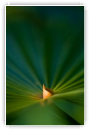 Coeur de palme