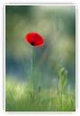 Douceur florale