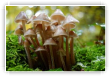 Douceur automnale