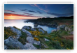 Ajoncs à la pointe de Kastel Koz