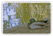 repos du col vert en automne