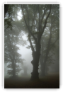 Brume matinale