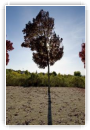 arbre