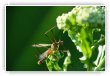 TIPULES