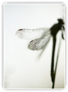 ailes