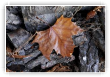 Bel Automne