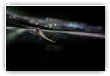 Scintillement