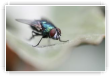 mouche verte