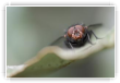 mouche grise