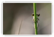 agrion