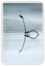 ponte en miroir