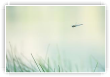 En patrouille
