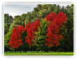 automne002
