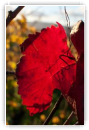 vignes