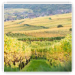 vignoble