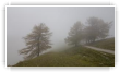 Brouillard