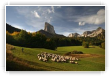 transhumance