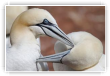 Tendresse chez les Fous