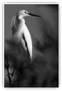 Contraste