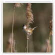 UN_OISEAU