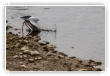 LE_HERON