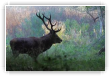 Le Roi de la forêt