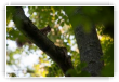 Dans un arbre perché