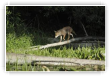 renard
