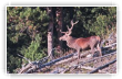 Cerf