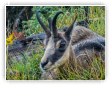 bouc