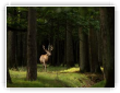 Clair obscur