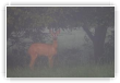 In the fog